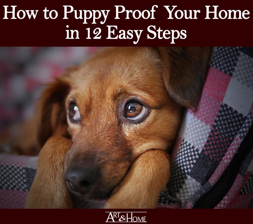 How to Puppy Proof Your Home in 12 Easy Steps