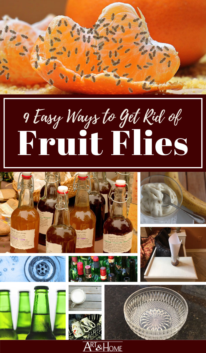 Easy and effective ways to get rid of fruit flies at home