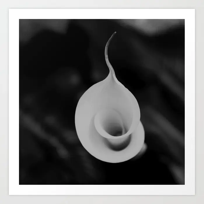 Calla Lily Flower Unfolding Art Print