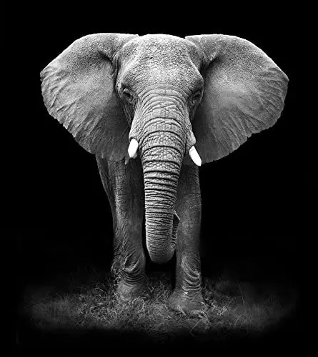 African Elephant Black & White Art Print