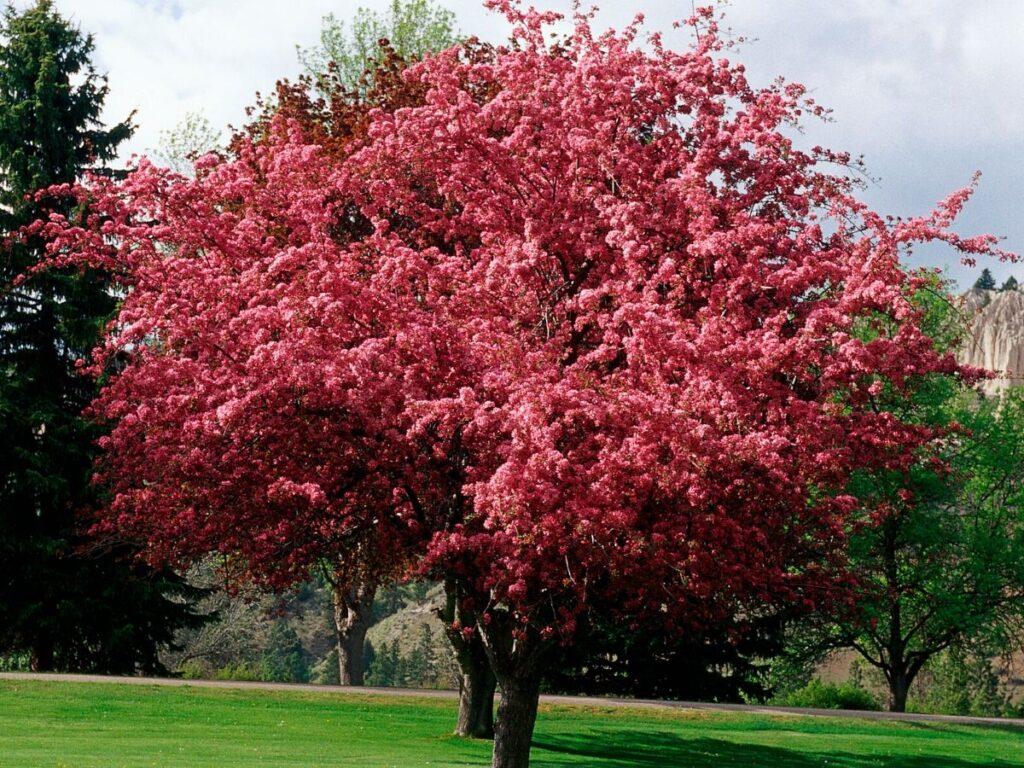 Flowering Crabapple Trees Pink Spring Perfection Art And Home