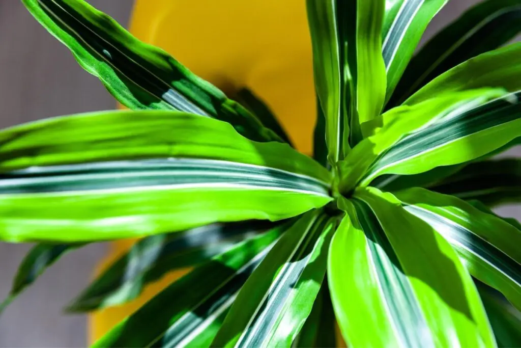 Dracaena Janet Craig Detail of Dracaena Janet Craig leaf