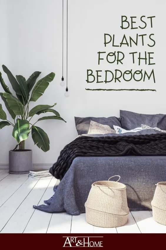 Best Plants for the Bedroom. #HomeDecor #HomeDIY #Plants #Houseplants #BedroomPlants #EasyPlants #BedroomDecor