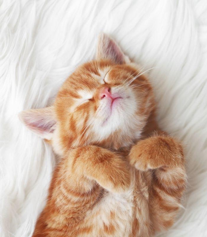 orange sleeping fairy cat  Cat profile, Cats, Kittens cutest