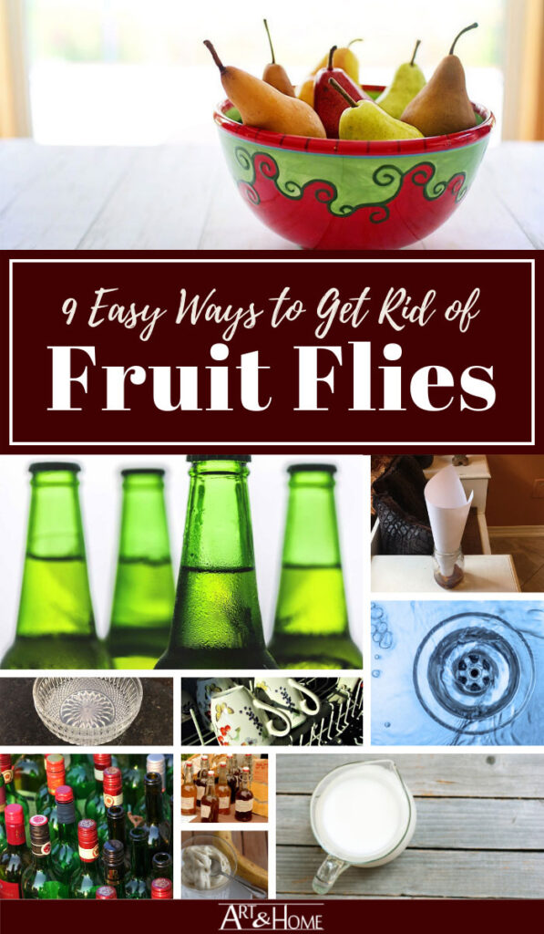 How To Get Rid Of Fruit Flies - Oh My Creative