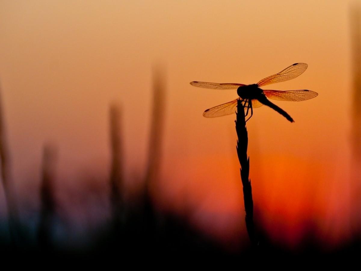 Gift with unique meaning for that special someone - Dragonfly