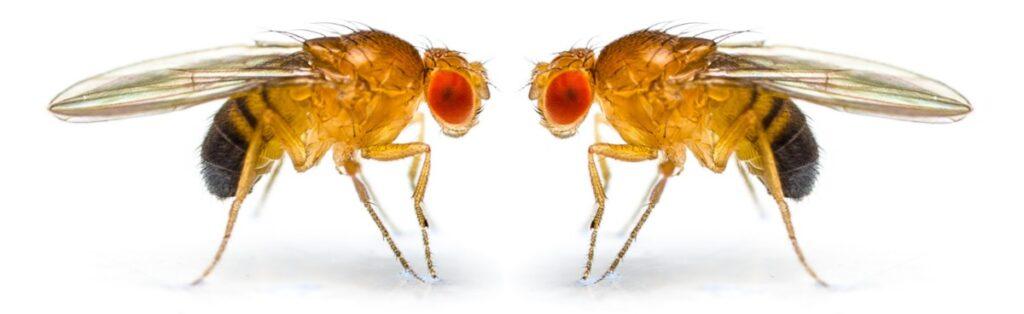 How to Get Rid of Fruit Flies - Frugal Fun For Boys and Girls