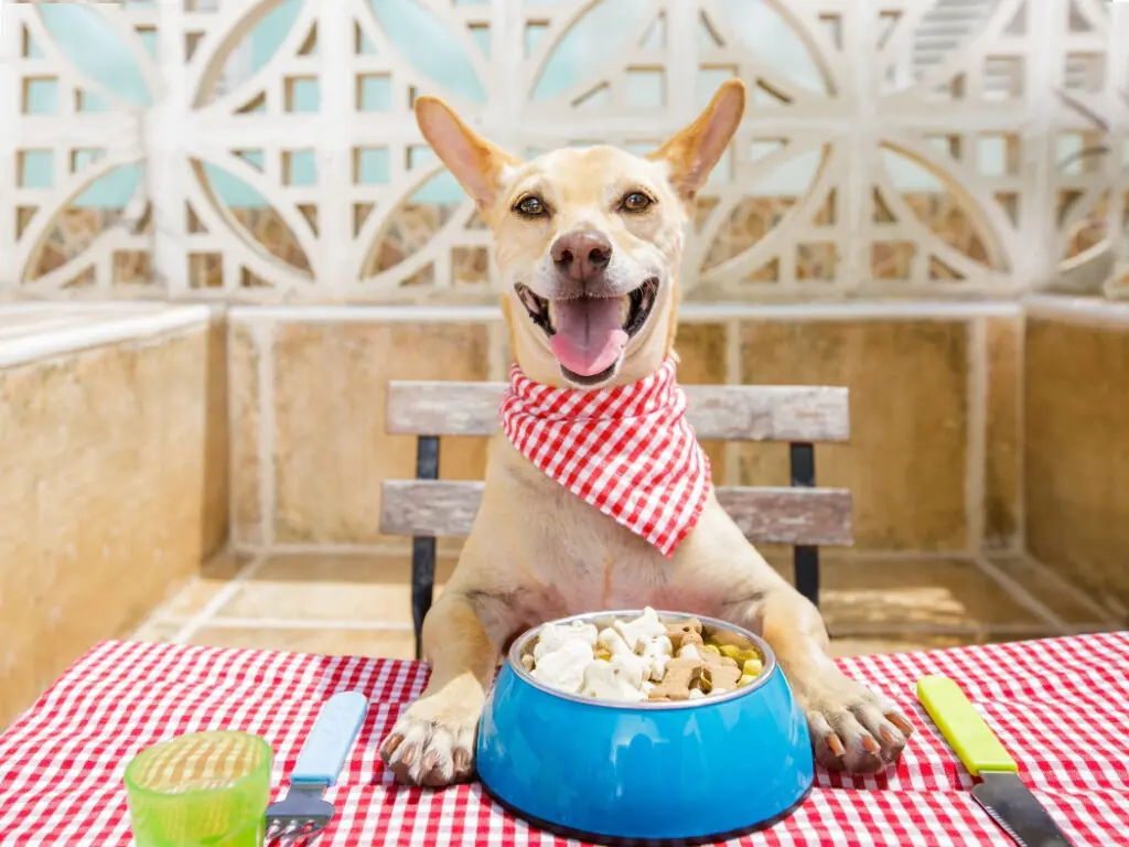 Dog Eating Habits That Cause Stinky Breath