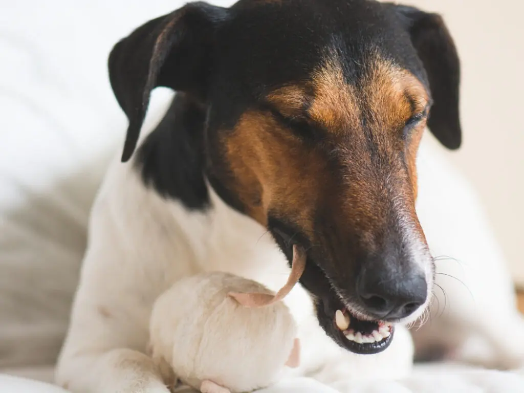 Dog With Chew Toy