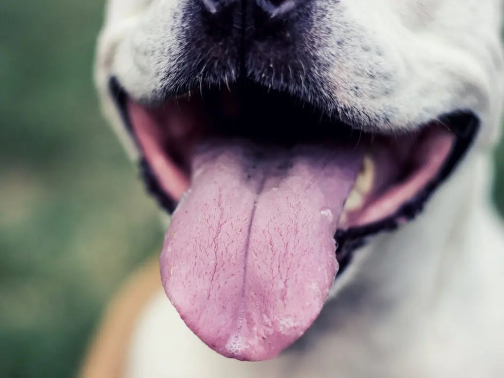 What Causes Bad Dog Breath