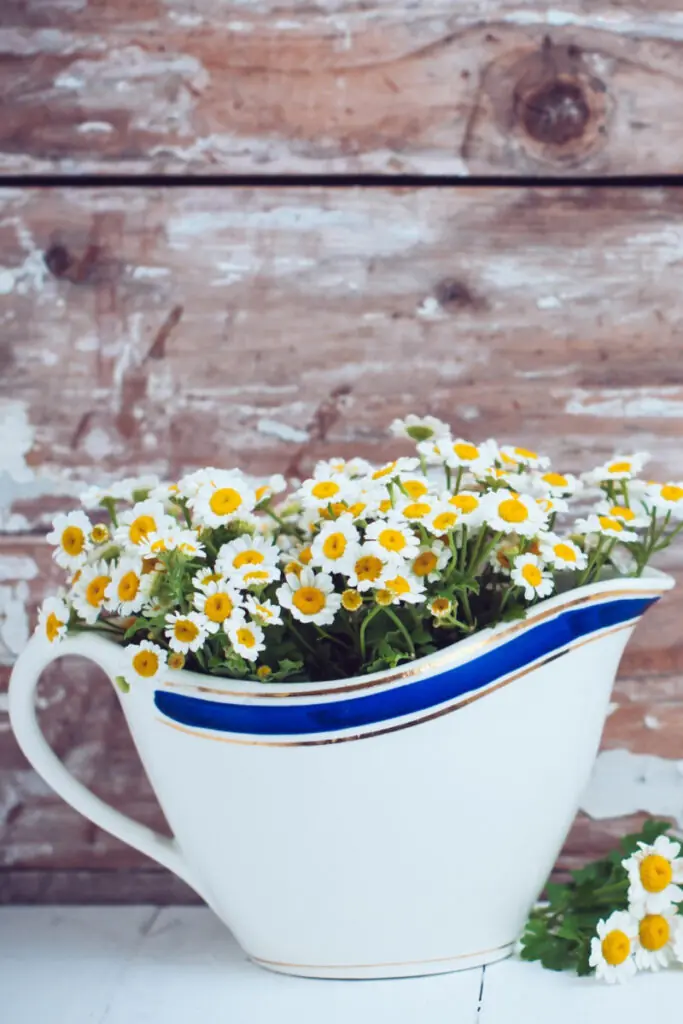 Gravy Boat Flower Pot