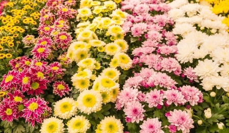 Fall Garden Decor Tips