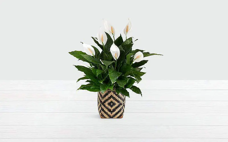 The Peace Lily is one of the best plants for improving indoor air quality.