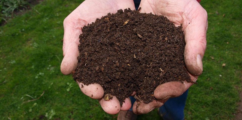 Coffee Grounds in Compost