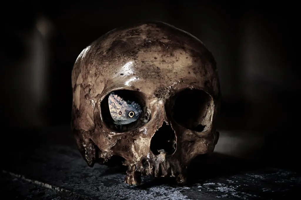 Moth Skull | Free Halloween Pictures You Can Print