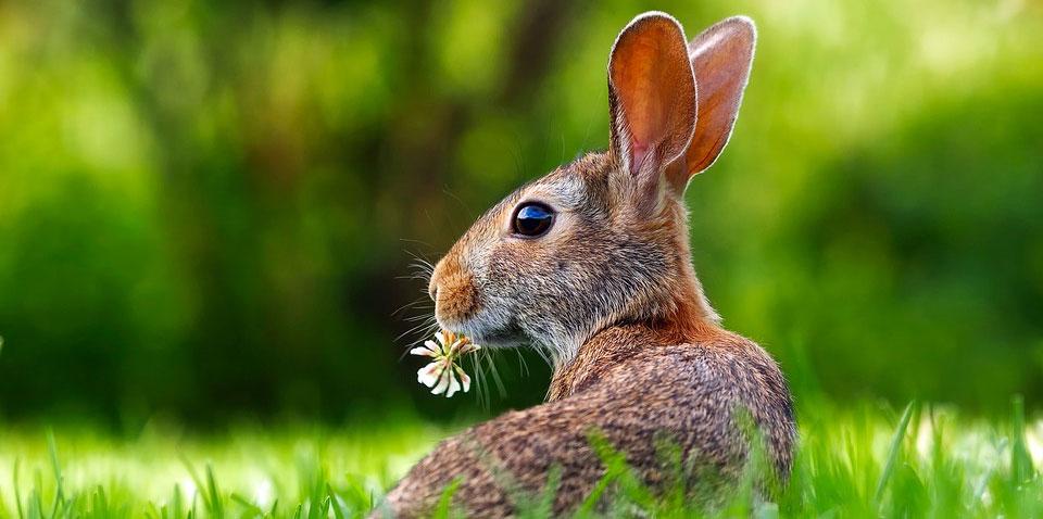 Using Coffee Grinds to Repel Cats and Rabbits