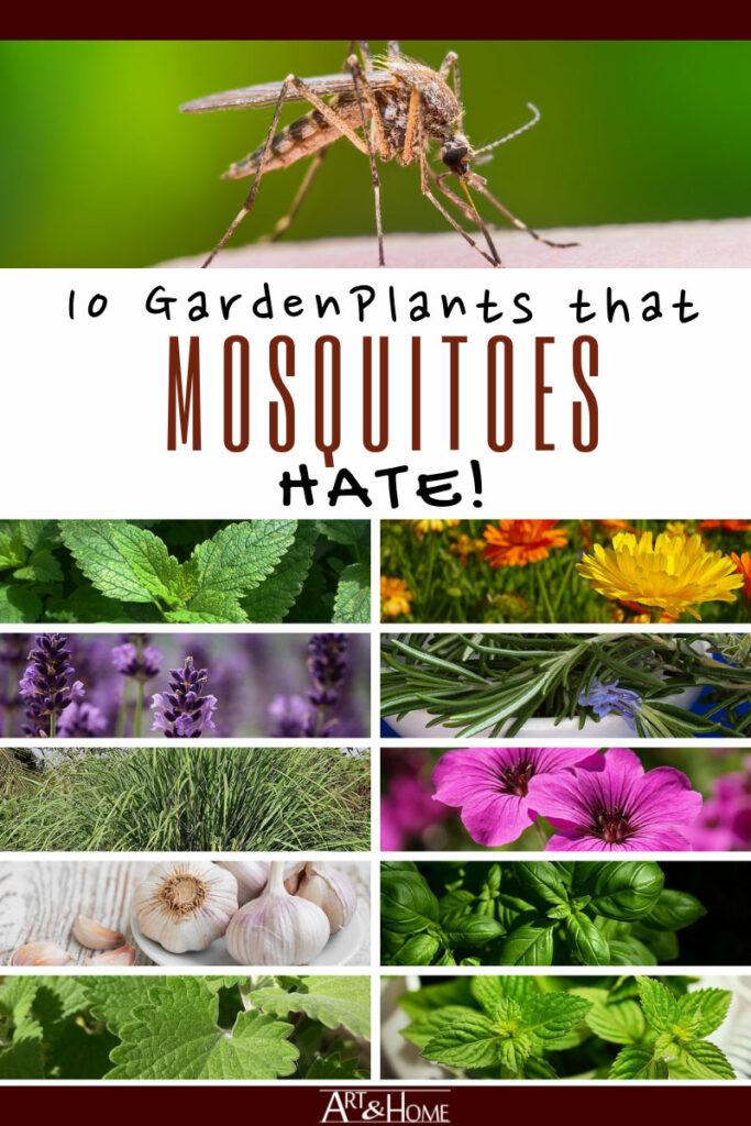 10 Plants that Repel Mosquitoes Naturally | Art & Home