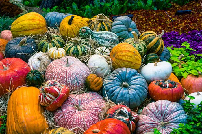Colorful Fall Gourds for DIY Decor