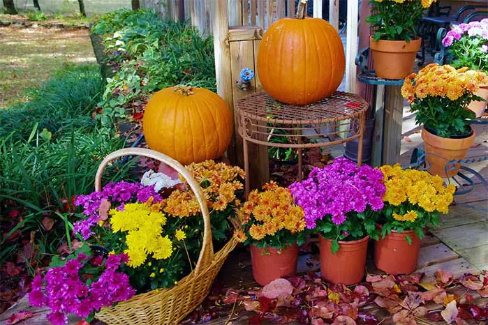 DIY Fall Mum Display
