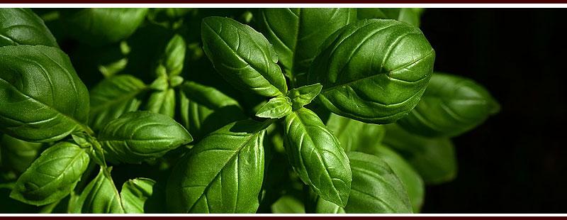 Plant Basil to Repel Mosquitoes