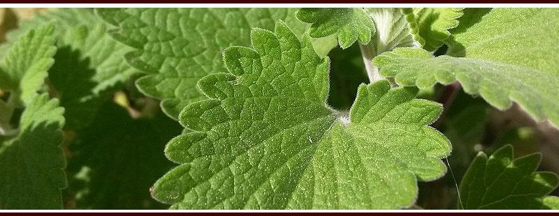 Plant Catnip to Repel Mosquitoes
