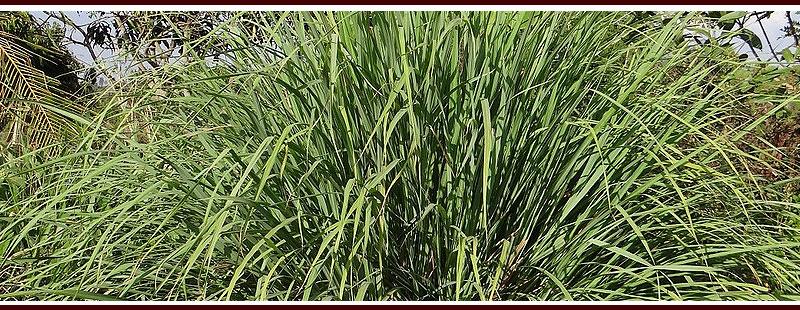 Plant Citronella Grass to Repel Mosquitoes