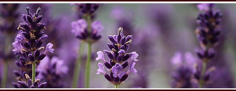 Plant Lavender to Repel Mosquitoes