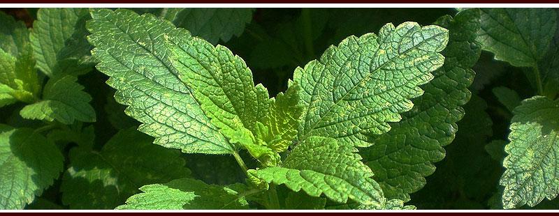 Plant Lemon Balm (or Beebalm) to repel mosquitoes