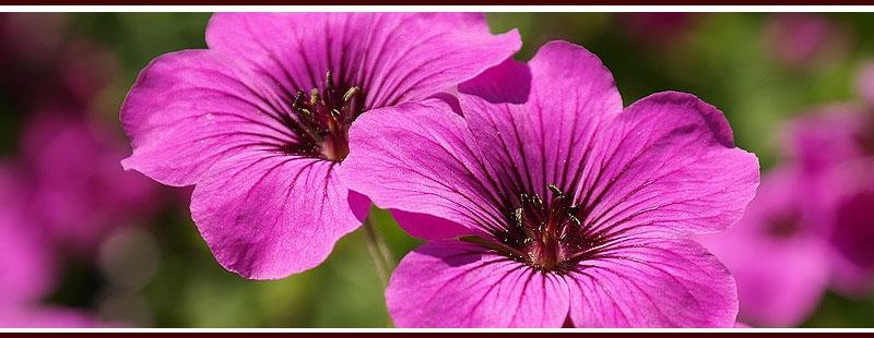 Plant Lemon Scented Geraniums to Repel Mosquitoes