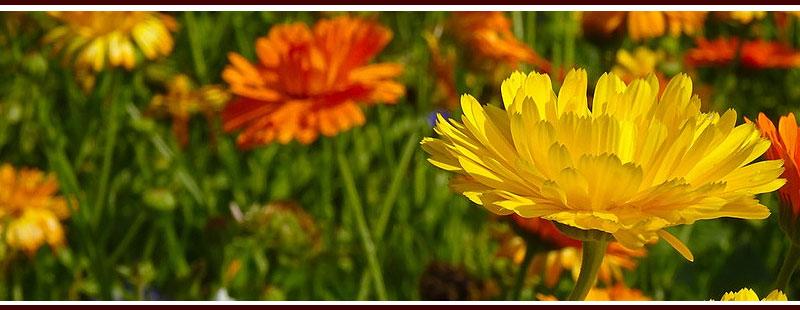 Plant Marigolds to Repel Mosquitoes