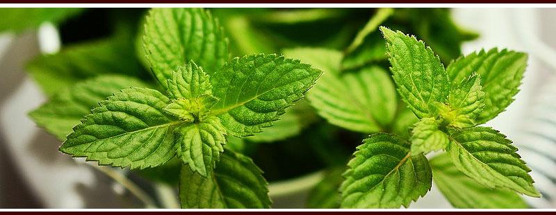 Plant Mint to Repel Mosquitoes