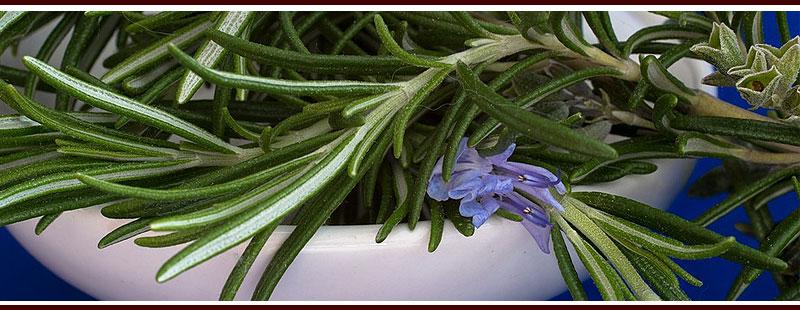 Plant Rosemary to Repel Mosquitoes