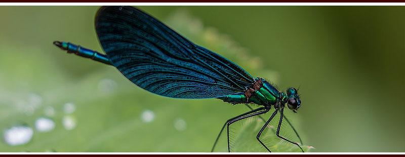 Plants that Attract Mosquito-Eating Dragonflies