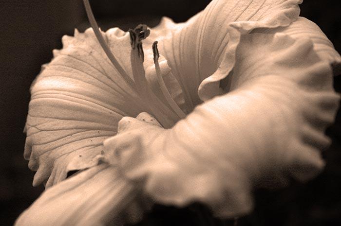 Sepia Tone Daylily Art
