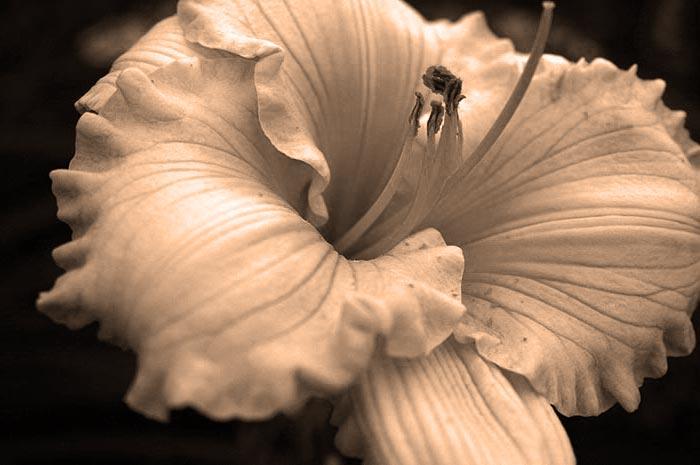 Sepia Tone Daylily Art