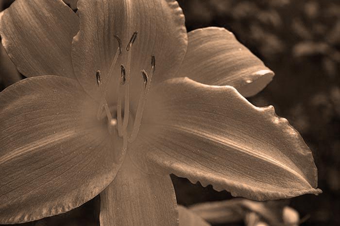 Sepia Tone Daylily Art