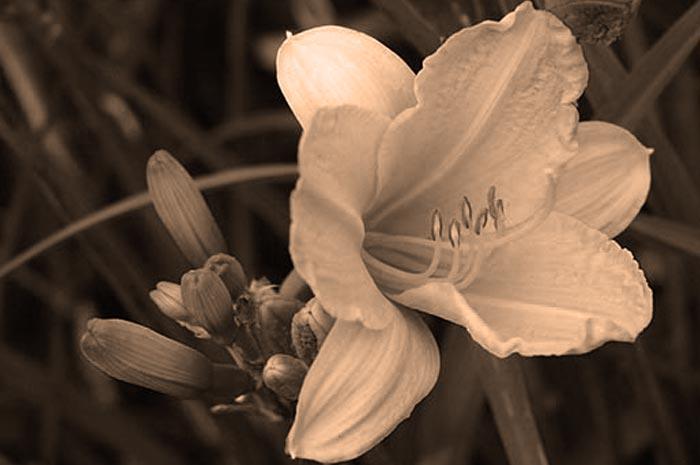 Sepia Tone Daylily Art