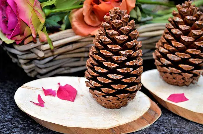 Sliced Wood and Pine Cones