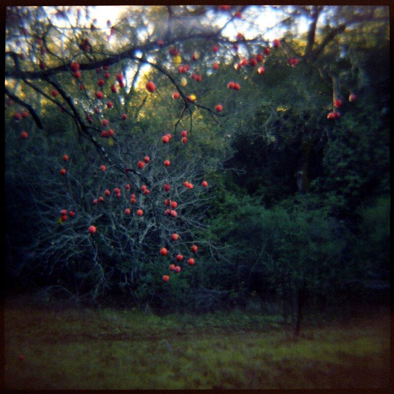 01 Winter Fruit Daniel Grant Photographic Print