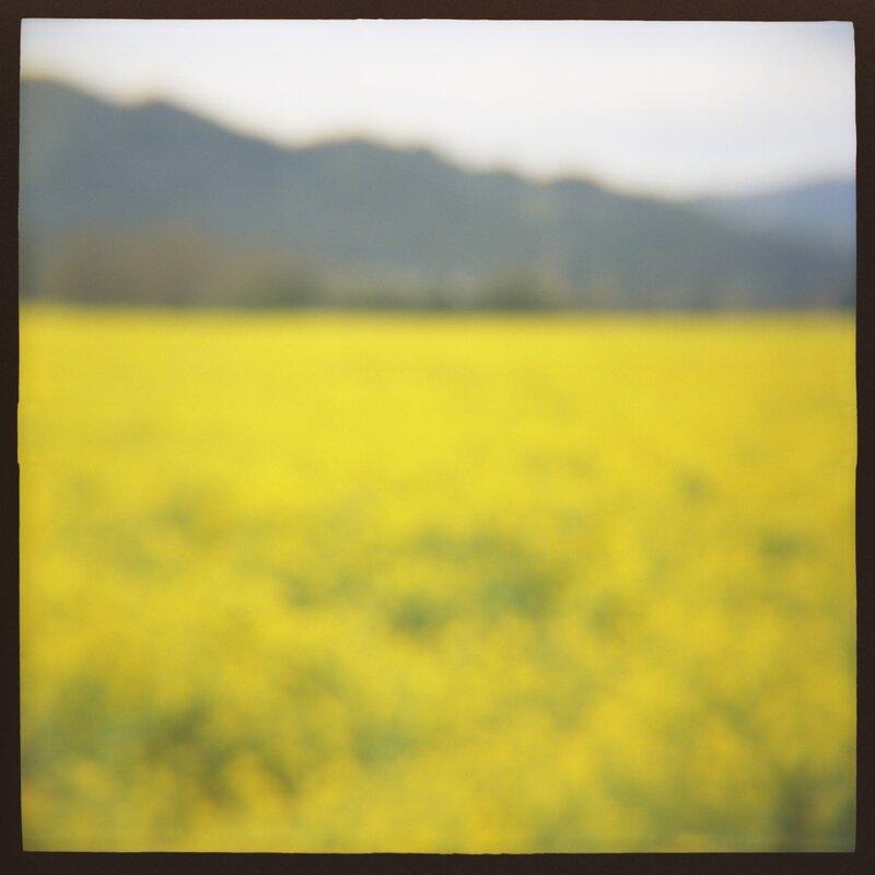 04 Mustard Daniel Grant Photographic Print