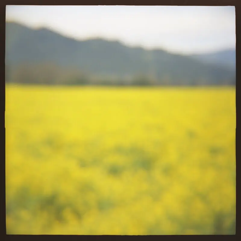 04 Mustard Daniel Grant Photographic Print
