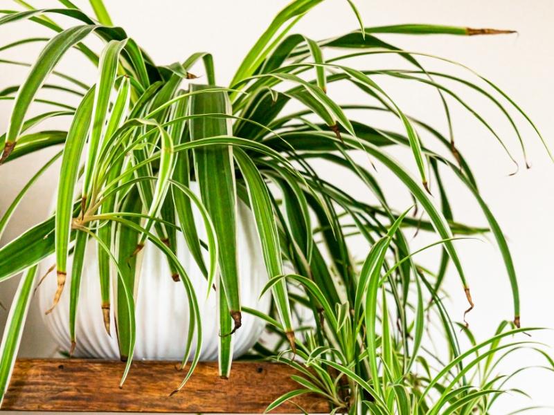 Air Purifying Plants for the Home | Our 14 Best Picks | Art & Home