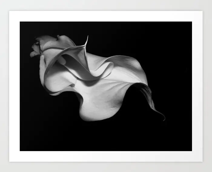 Black and White Calla Lily Art Print by Kaitlyn's Nest