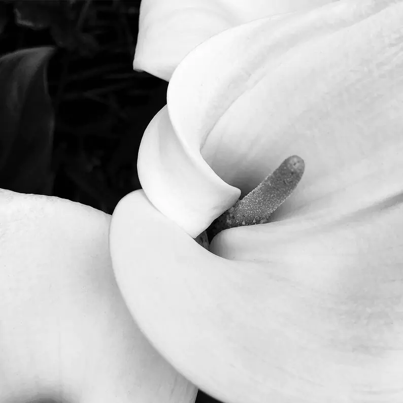 Black and White Calla Lily Photograph
