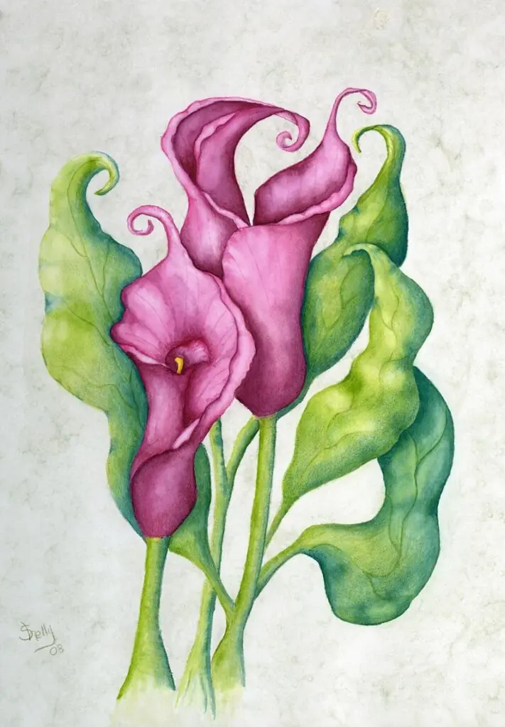 Classic Calla Lilies on Parchment by Shelly Ziska
