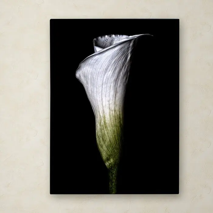 Closed Calla Lily Wall Art