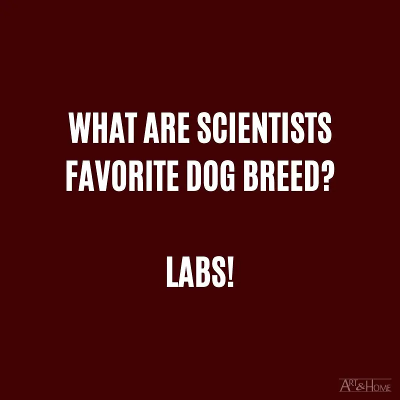 What are scientists favorite dog breed? Labs.
