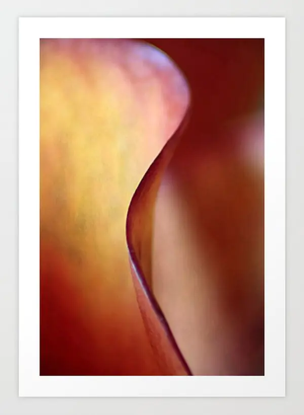 Edge of Glory Calla Lilly Closeup Photographic Art