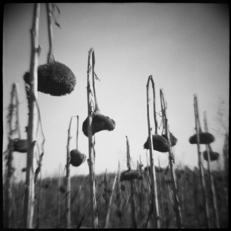 End of Summer Daniel Grant Toy Camera Photograph