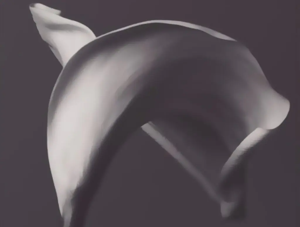 Sensual and Sophisticated Calla Lily Wall Art